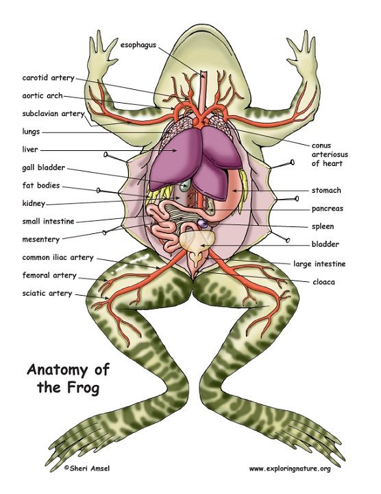Frog Body Diagram